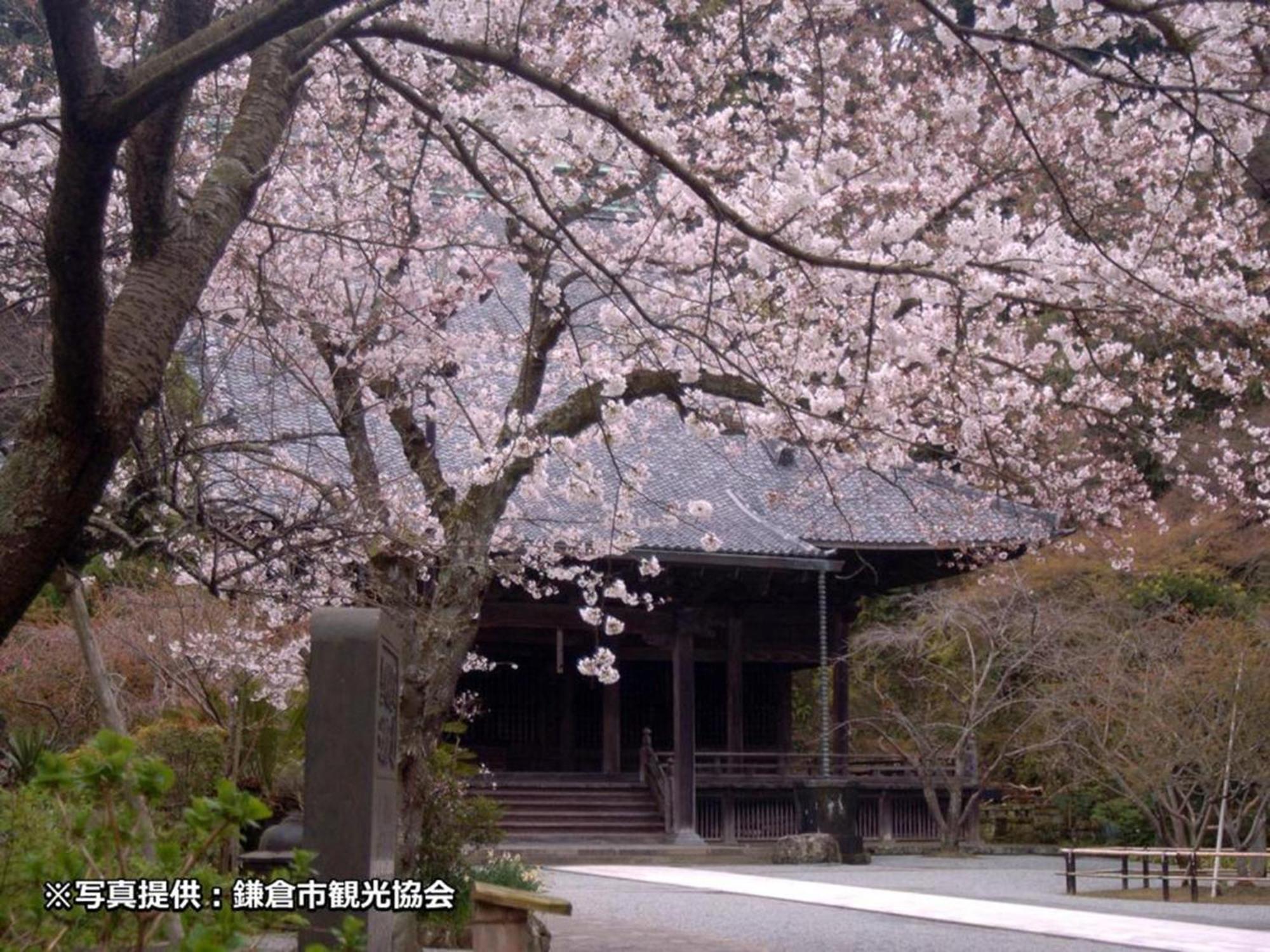 酒店 卡马库拉王子酒店 4*